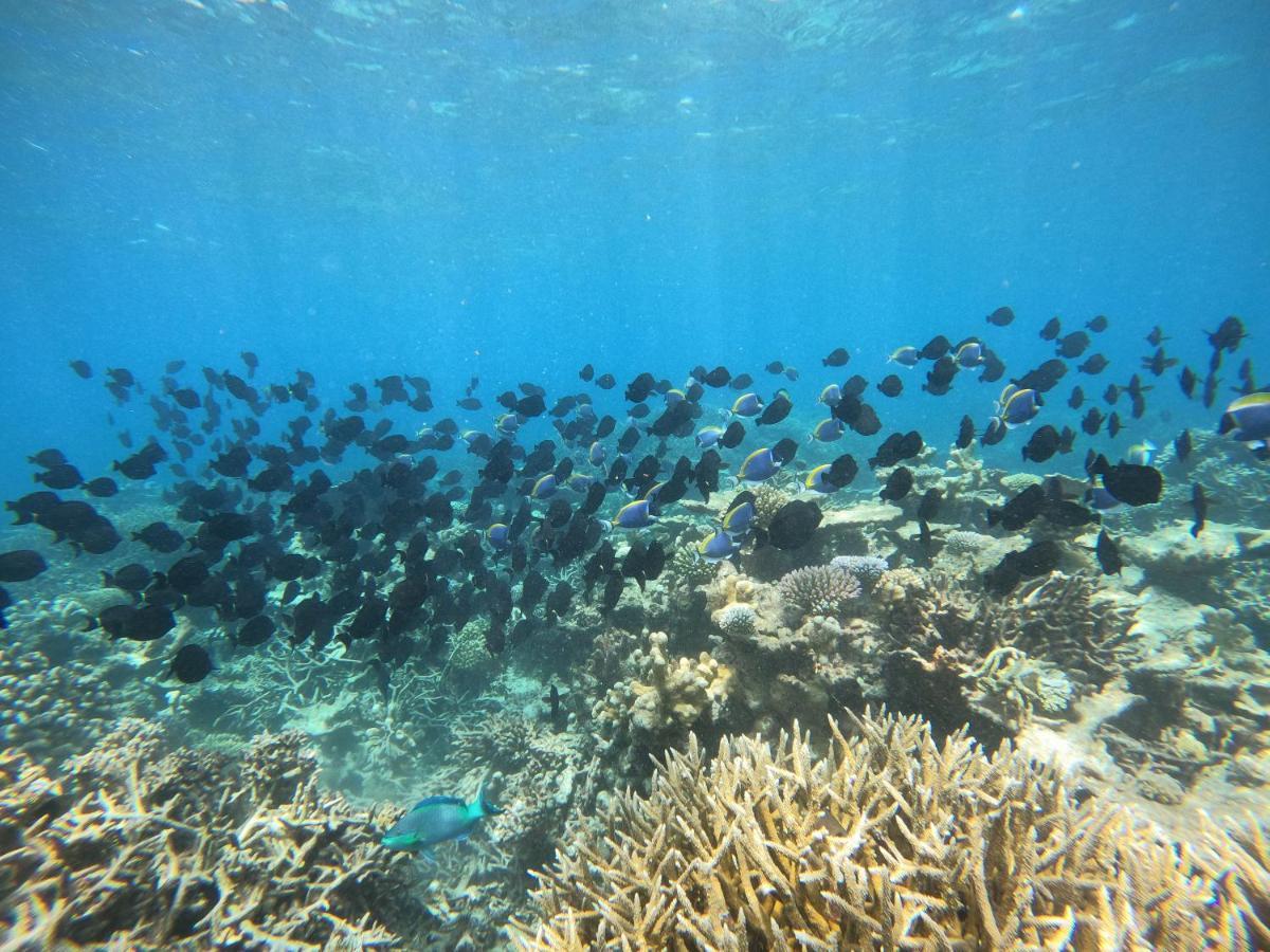 Coral Beach Maldives 汉纳梅杜岛 外观 照片